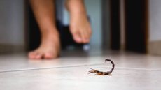 Com mais de 24 mil acidentes registrados em agosto, especialistas alertam sobre o aumento da população de escorpiões - Imagem: Reprodução / Pixabay