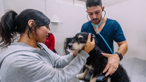 Atendimento gratuito beneficia animais e tutores da rede pública na cidade de São Paulo - Imagem: Leon Rodrigues/PrefSP