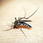 Estado do Brasil tem aumento de 920,5% nos casos de dengue - Imagem: Reprodução/Pixabay