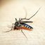 Estado do Brasil tem aumento de 920,5% nos casos de dengue - Imagem: Reprodução/Pixabay