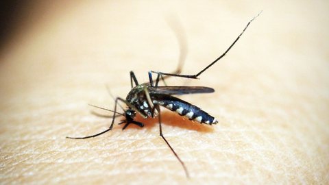 Estado do Brasil tem aumento de 920,5% nos casos de dengue - Imagem: Reprodução/Pixabay