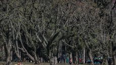 O clima seco e a redução da umidade do ar tornam o solo mais vulnerável a incêndios - Imagem: Reprodução / Paulo Pinto / Agência Brasil