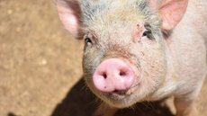 Estudante de veterinária é investigada por matar filhote de porco em Avaré - Imagem: Reprodução / Freepik