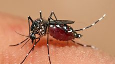 Febre amarela é transmitida por mosquitos do gêneros Haemagogus e Sabethes, na forma silvestre, e pelo Aedes aegypti. - Imagem: Reprodução/Pixabay.