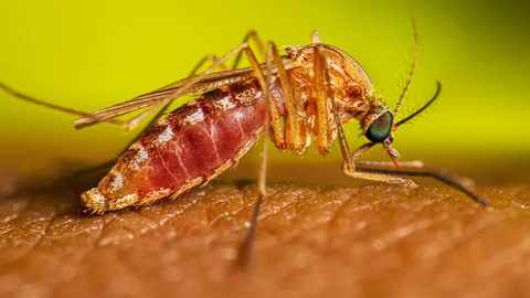 Transmissão ocorre pelo mosquito conhecido como Maruim - Imagem: Divulgação | Lauren Bishop/CDC
