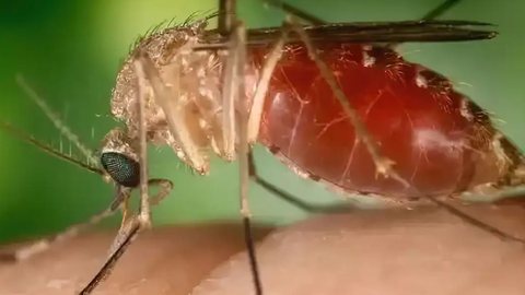 Mais de 11 mil casos confirmados e 4 mortes - Imagem: Divulgação / Conselho Federal de Farmácia