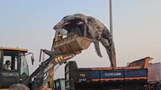 Filhote de baleia sendo resgatado - Imagem: Divulgação / Comlurb