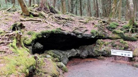 Localizada no Japão, a floresta Aokigahara acumula centenas de casos de suicídio e é cercada por lendas sombrias e avisos desesperados - Imagem: iStock