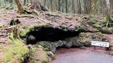 Localizada no Japão, a floresta Aokigahara acumula centenas de casos de suicídio e é cercada por lendas sombrias e avisos desesperados - Imagem: iStock
