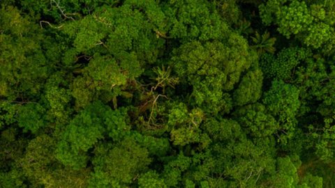 Consulta pública sobre concessões de três florestas vai até sexta - Imagem: Freepik
