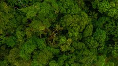 Consulta pública sobre concessões de três florestas vai até sexta - Imagem: Freepik