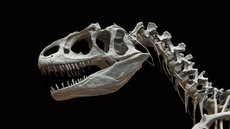Identificado como Itaguyra oculta, fóssil traz novos insights sobre a relação entre silessauros e dinossauros - Imagem: Reprodução / Pixabay