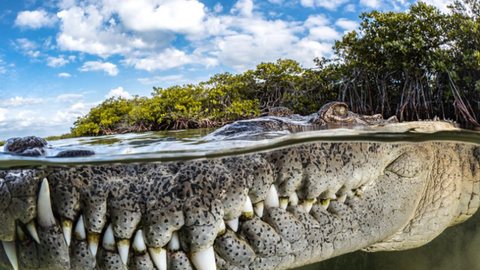 Um crocodilo flagrado em meio ao mundo da natureza. - Imagem: reprodução I Site Photography Mangrove Action Project