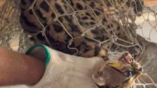Massinha, como é chamada pelo tutor, é uma gata filhote, de sete meses e foi capturada por engano pelos bombeiros - Imagem: reprodução redes sociais