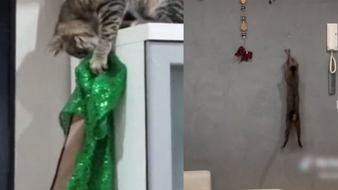 O gatinho tentou destruir as decorações de natal da casa - Imagem: reprodução I TikTok @knbl58