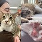 Com 28 dedos distribuídos pelas patas, Toby Henderson igualou o recorde mundial do Guinness e se tornou um dos gatos mais curiosos do planeta, chamando atenção pela rara condição genética conhecida como polidactilia. - Imagem: Guinness World Records / Reprodução