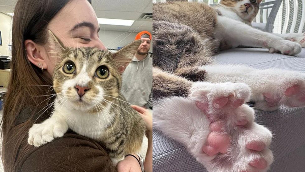 Gato de 28 dedos iguala recorde mundial do Guinness e vira sensação nas redes