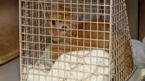 Autoridades já resgataram 27 gatos em outra operação no mesmo apartamento - Imagem: Reprodução/TV Globo