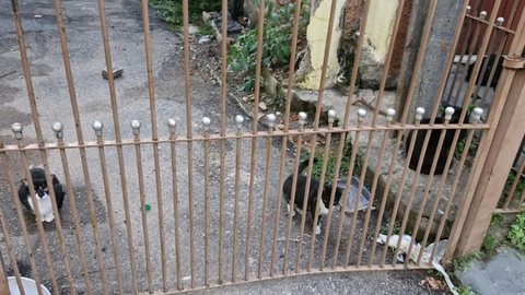 Moradores se mobilizam para resgatar e proteger os felinos em risco - Imagem: Acervo