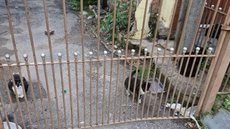 Moradores se mobilizam para resgatar e proteger os felinos em risco - Imagem: Acervo