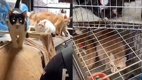 12 gatos estavam presos em gaiolas minúsculas no Distrito Federal - Imagem: Reprodução/Metropoles