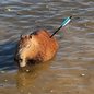 Capivara ferida com flecha é resgatada na Represa Guarapiranga - Imagem: Divulgação/GCM