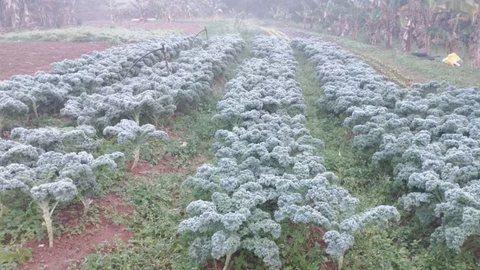 Casal de agricultores vê produção ser destruída após geada atingir Zona Sul - Imagem: Reprodução / g1 / Arquivo pessoal