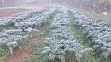 Casal de agricultores vê produção ser destruída após geada atingir Zona Sul - Imagem: Reprodução / g1 / Arquivo pessoal