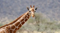 Girafas não costumam atacar humanos - Imagem: reprodução Freepik