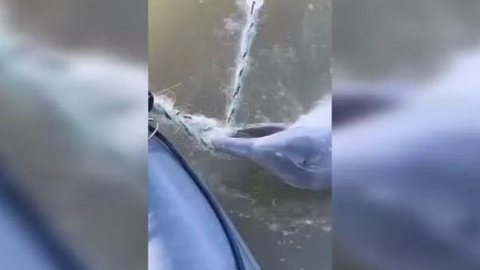 Golfinho é resgatado com sucesso após ficar preso em rede de pesca ilegal; veja o vídeo - Imagem: Reprodução/Redes Sociais