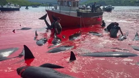 VÍDEO - mais de 500 golfinhos são mortos por pescadores em ritual sangrento - Imagem: reprodução redes sociais