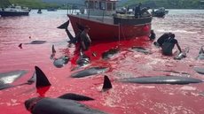 VÍDEO - mais de 500 golfinhos são mortos por pescadores em ritual sangrento - Imagem: reprodução redes sociais