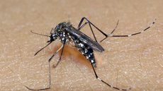 Governo de SP lança plano de contingência para combate à dengue - Imagem: Divulgação / Fiocruz / Raul Santana