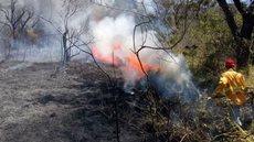 Governo emite alerta de incêndios florestais em SP - Imagem: Divulgação / Secretaria de Infraestrutura e Meio Ambiente