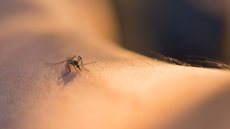 Governo lança campanha de mobilização para combater a dengue nas escolas - Imagem: Reprodução / Freepik