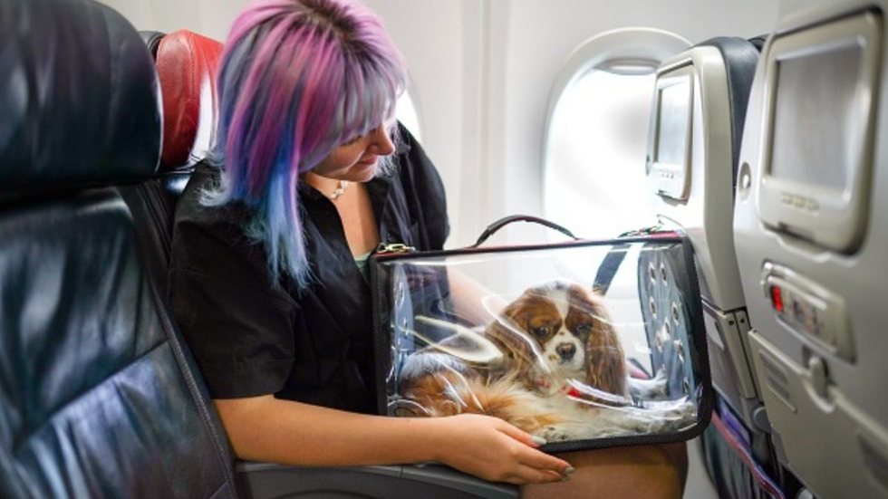 Medida nacional foi anunciada para garantir o cuidado e segurança de animais - Imagem: Reprodução / Petlove