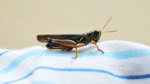 Pesquisa identificou qual inseto causa menos nojo nos consumidores e a melhor forma de introduzi-lo na alimentação - Imagem: Reprodução/Pexels