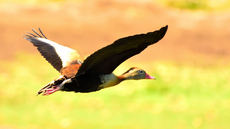Defesa Agropecuária intensifica vigilância após confirmação do vírus em aves - Imagem: Hilton Monteiro