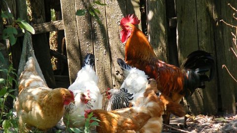 Além do México, outros países como China e União Europeia também suspendem importações de carne de frango brasileira - Imagem: Reprodução / Pixabay