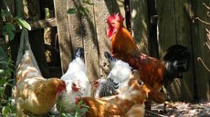 Além do México, outros países como China e União Europeia também suspendem importações de carne de frango brasileira - Imagem: Reprodução / Pixabay