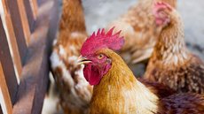 Com apenas 17 mil aves afetadas, Brasil se destaca em comparação aos EUA, onde milhões foram sacrificados devido ao vírus - Imagem: Reprodução / Pixabay