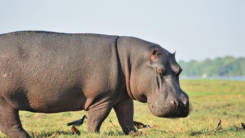 Hipopótamos na Colômbia: população originada de animais de Pablo Escobar cresce sem controle e ameaça ecossistemas locais. - Imagem: Nathan Danks / Shutterstock.com