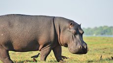 Hipopótamos na Colômbia: população originada de animais de Pablo Escobar cresce sem controle e ameaça ecossistemas locais. - Imagem: Nathan Danks / Shutterstock.com