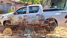Homem é autuado após utilizar pássaros como "iscas" no interior de SP - Imagem: Divulgação / Polícia Militar Ambiental