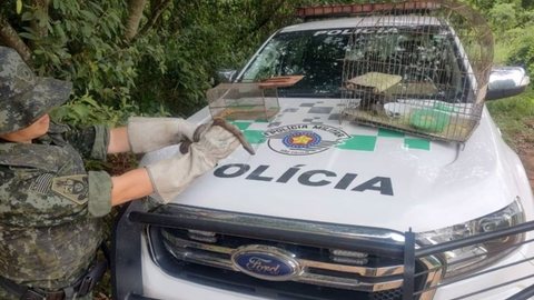 Homem é multado por manter aves e jiboia em cativeiro no interior de SP - Imagem: Divulgação / Polícia Militar Ambiental