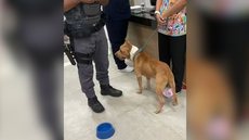 Homem é preso após socar e arremessar cães em Praia Grande - Imagem: Reprodução / TV Tribuna