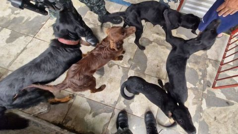 Homem é preso em Caraguatatuba por maus-tratos a sete cachorros e morte de outros três - Imagem: Divulgação / Polícia Militar Ambiental