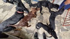 Homem é preso em Caraguatatuba por maus-tratos a sete cachorros e morte de outros três - Imagem: Divulgação / Polícia Militar Ambiental