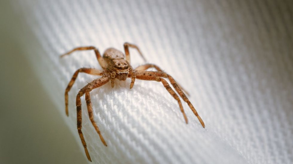 Trabalhador é demitido por medo de aranha e recebe indenização - Imagem: reprodução Freepik