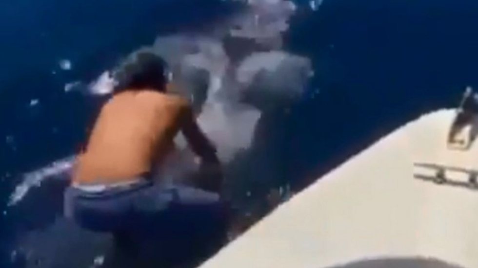 VÍDEO - homem 'monta' em tubarão-baleia e viraliza na web - Imagem: reprodução redes sociais